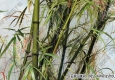 冷軍油畫(huà) 雨香竹子 高清大圖下載