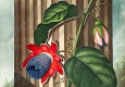 羅伯特_桑頓_花之神殿_插畫27_高清大圖下載