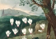 羅伯特 桑頓 花之神殿 插畫(huà)25 高清大圖下載