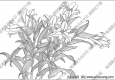 百合白描線稿21高清圖片下載