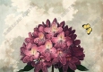 羅伯特_桑頓_花之神殿_插畫26_高清大圖下載