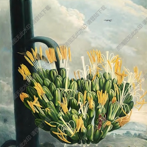 羅伯特 桑頓 花之神殿 插畫8 高清大圖下載