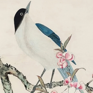 金陶陶作品_桃花翠鳥_高清大圖下載
